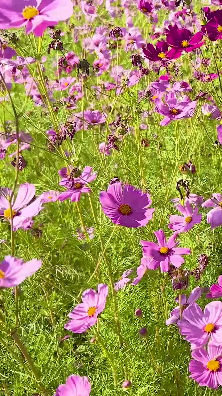 바람에 흔들리는 다채로운 우주 꽃