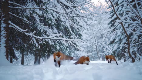 red foxes in a snowy forest