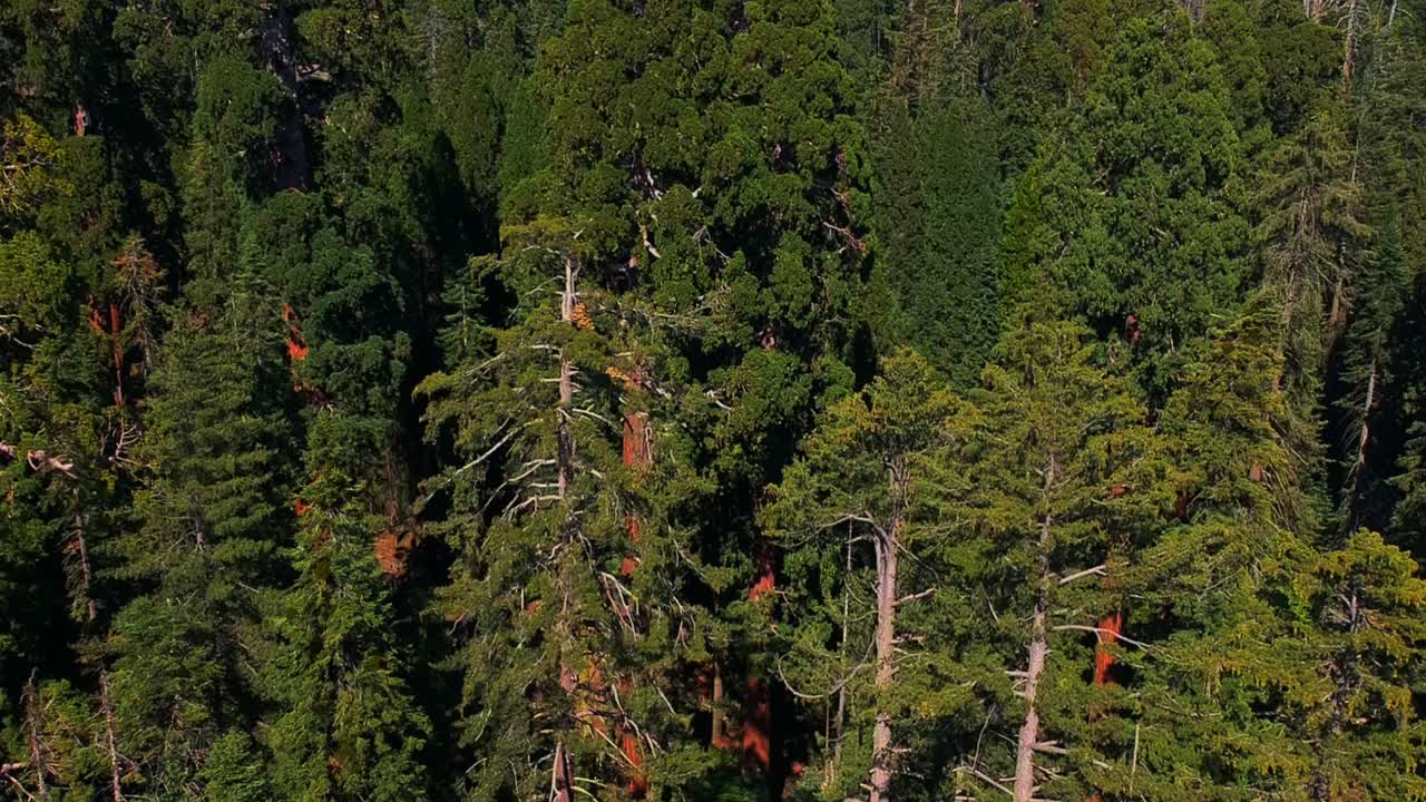 SEQUOIA NATIONAL PARK - TRAVEL VIDEO
