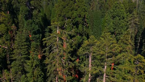 sequoia national park - travel video