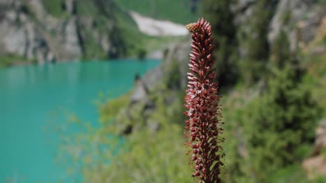 Flower-Eremurus-and-Mountain-Lake-Urungach