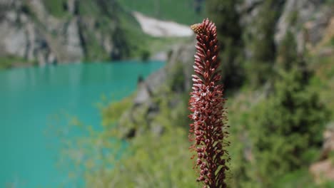 꽃 eremurus 및 산악 호수 urungach