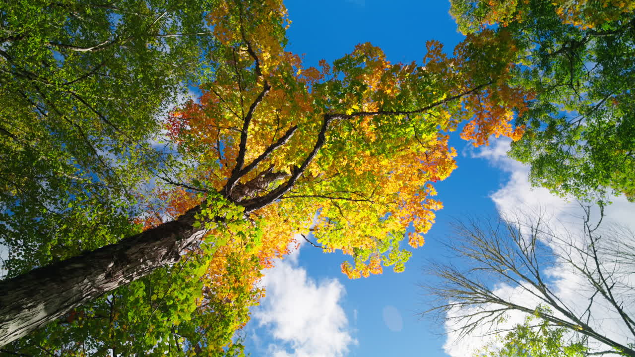 Panoramic view of green lush foliage forest. Vibrant nature. Bright blue sky. Peaceful serene landscape. Seasonal colors change.