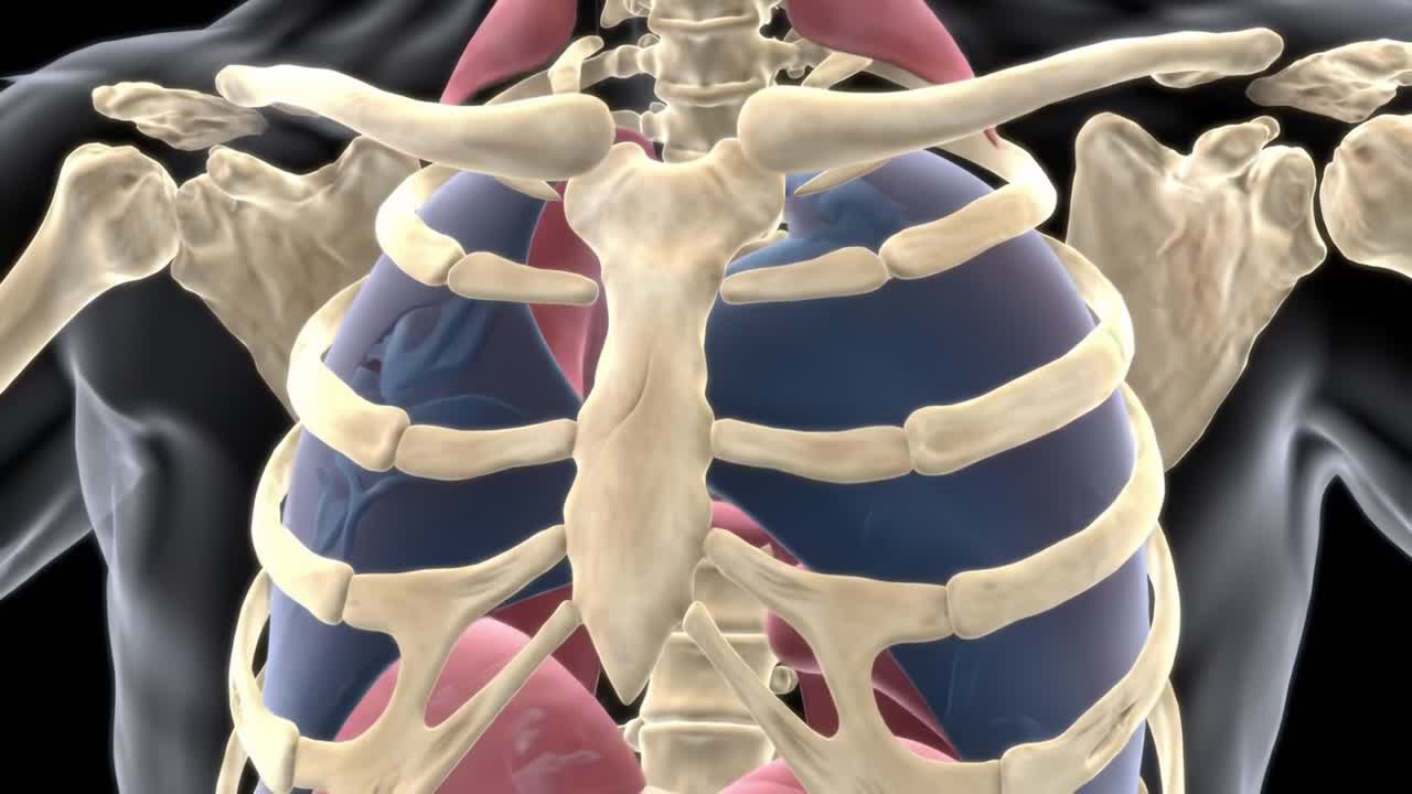 Anatomical Insights: Detailed Visualization of the Human Thoracic Cage, Featuring Rib Structure and Lung Anatomy for Educational Purposes