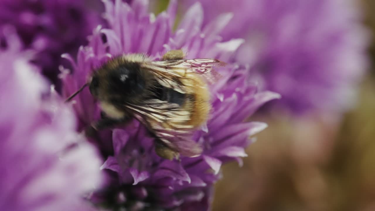 Bee Pollinating On Blooming Purple Chive Flowers. Selective Focus Shot
