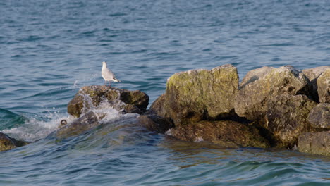 Eine-Möwe-Sitzt-Auf-Einem-Felsen-Im-Wasser