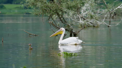 Wild-free-Pink-pelican-swimming-peacefully-Lake-Kerkini-Greece-day