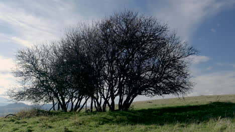 Zeitraffer-Von-Wolken,-Die-über-Kahle-Bäume-In-Einem-Feld-Ziehen