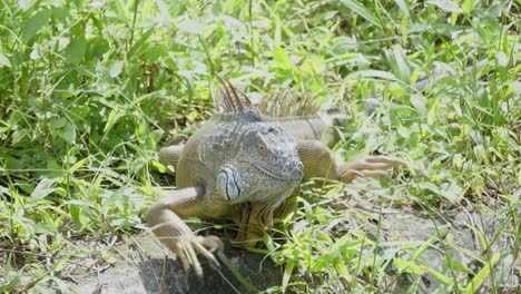 a close up shot of the face and head of an iguana or bearded dragon before moving off into the thick leafy vegetation