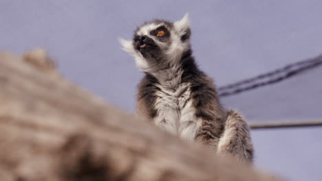 Lemur-looking-around-in-morning-sun-inside-enclouser-at-zoo