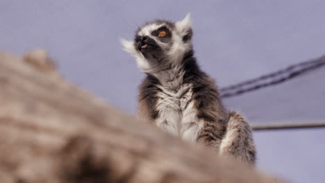 lémur mirando a su alrededor en el sol de la mañana dentro del recinto en el zoológico