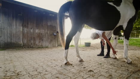 experience the serene care of an elderly woman tending to her horse, delicately cleaning hoofs