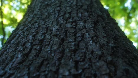 Handheld-anti-clockwise-shot-of-tree-trunk-looking-up-at-green-branches