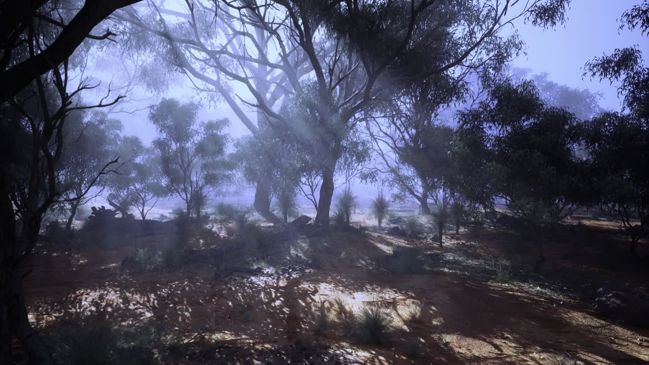 Mystical morning light filters through trees in a tranquil forest landscape