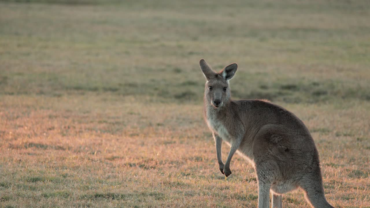 A wild kangaroo grazes on open grassland before pausing and hopping away in warm sunset light, captured with smooth camera panning