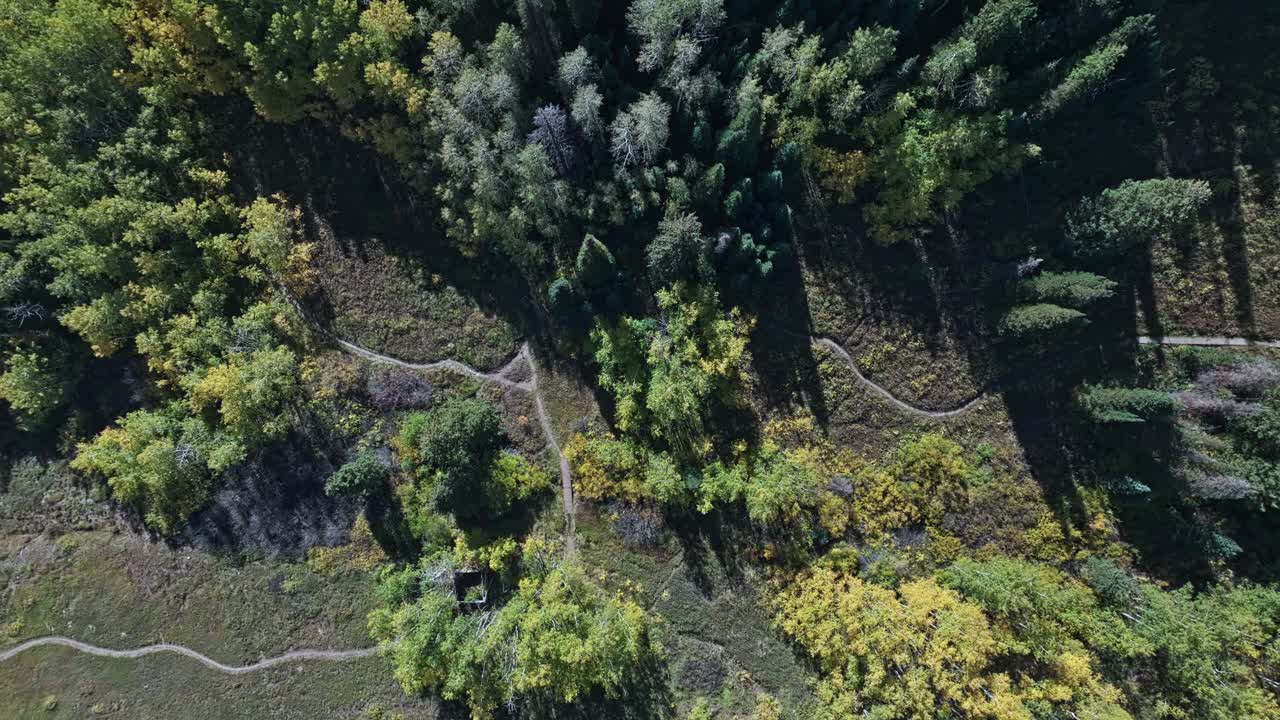 Aerial View of Forest Path in Autumn