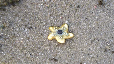 handbewegung eines seesterns, der am sandstrand gefunden wurde, seestern mit fünf armen und einer zentralen scheibe