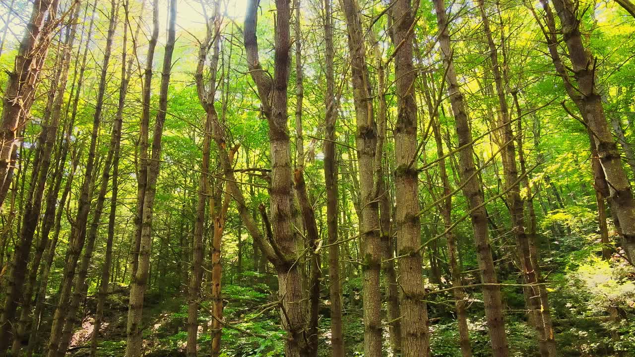 un dron se levanta lentamente en un bosque alto, antiguo, verde y hermoso durante el verano con luz dorada en resolución de 4k