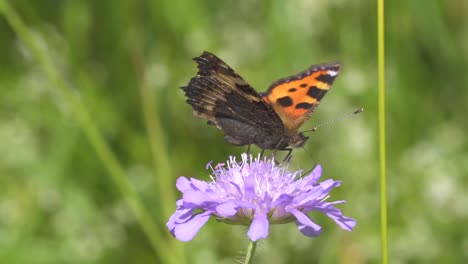 north american monarch butterfly  gathering pollen