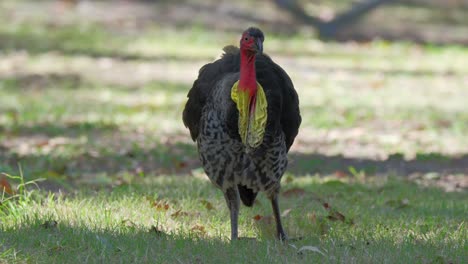 Male-Australian-brush-turkey-ruffles-its-feathers