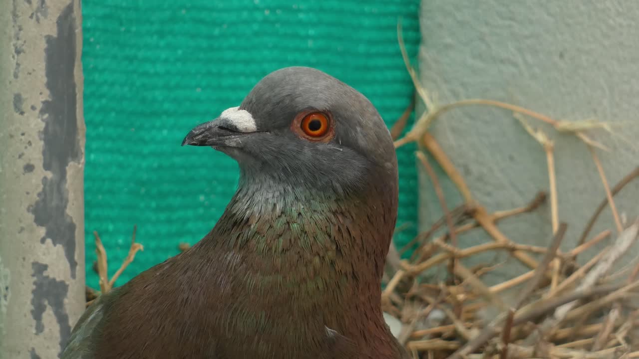 일반 비둘기 또는 바위 비둘기, 콜럼바 리비아, 카메라를 쳐다보고