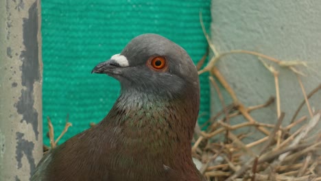 Eine-Gewöhnliche-Taube-Oder-Felsentaube,-Columba-Livia,-Starrt-In-Die-Kamera