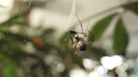 Eine-Nahaufnahme-Einer-Goldenen-Radnetzspinne,-Die-Ihre-Beute-Mit-Ihren-Beinen-In-Ein-Seidiges-Netz-Einwickelt