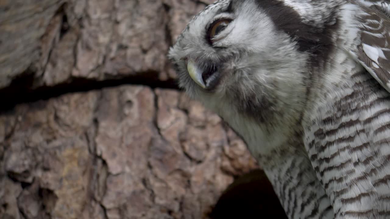 primer plano de un búho halcón del norte que vomita