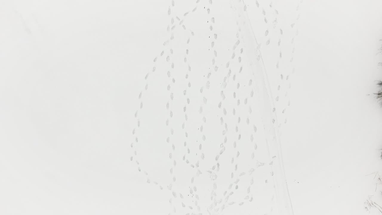 Animal Tracks in the Snow