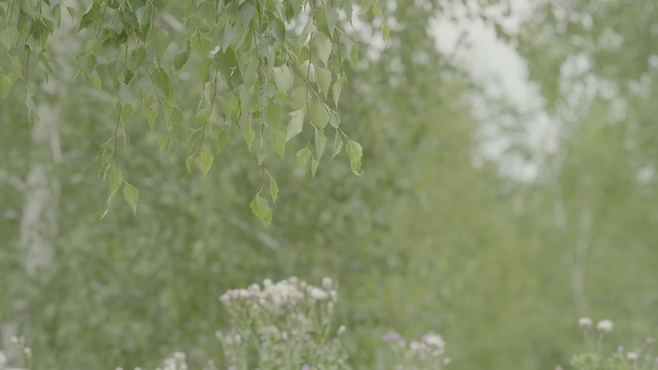 숲 속 의 버드나무 잎