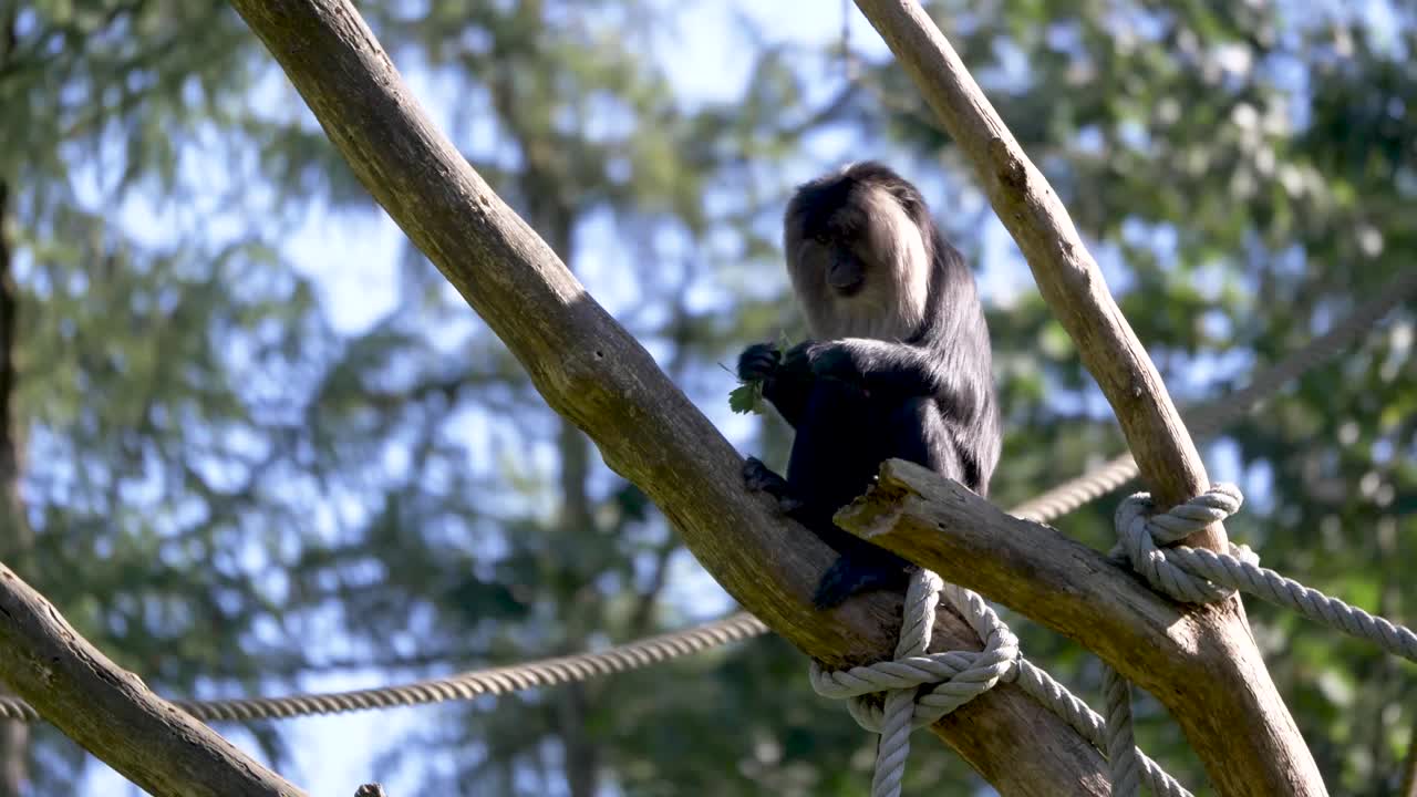 A monkey that is chilling in the sun and eats her breakfast
