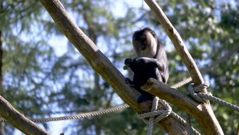 a monkey that is chilling in the sun and eats her breakfast