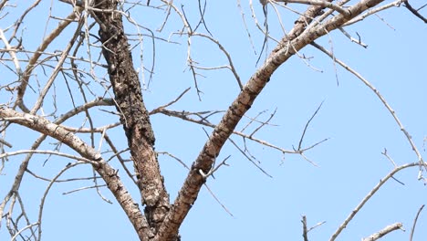 lilac-breasted-roller-sits-swinging-on-a-branch-and-flies-away