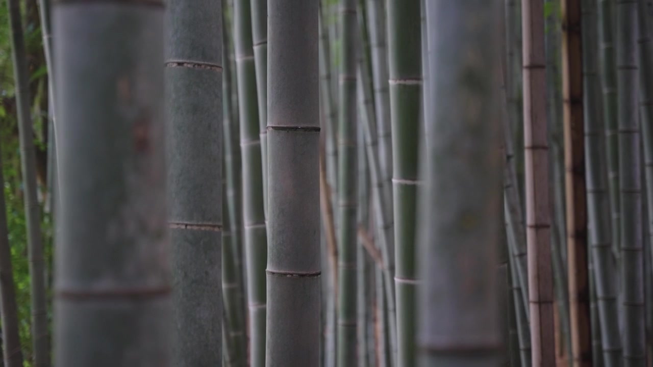Bambuseto giapponese ad Arashiyama, Giappone, panoramica ravvicinata al rallentatore.