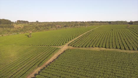 Una-Maravillosa-Plantación-De-Té-Verde-Con-Hileras-Bien-Definidas-En-Un-Hermoso-Día,-Que-Ejemplifica-La-Precisión-Y-El-Atractivo-Del-Cultivo-De-Camelia-Sinensis