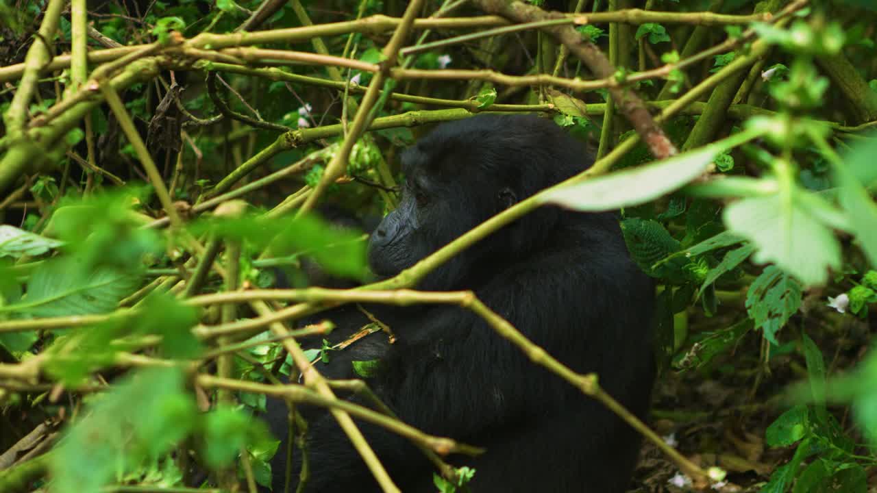 Gorilla nel suo habitat naturale, la rigogliosa foresta pluviale in Ruanda, Africa