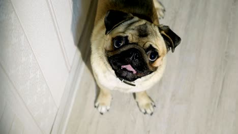 the cute pug looks interested in the camera