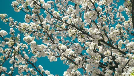 trees blooming white during the spring season