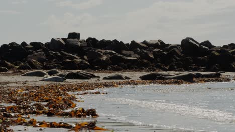 Group-of-wild-seals-sleeping-and-resting-on-sandy-ocean-coastline,-static-view