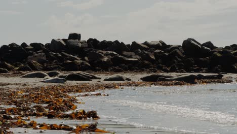 grupo de focas salvajes durmiendo y descansando en la costa arenosa del océano, vista estática