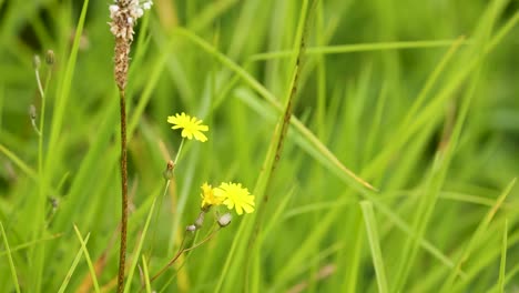 a false dandelion flower gently sways among tall green grass in a forest clearing, captured in natural daylight with smooth camera panning