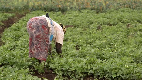 Woman-Farmer-bending-over-in-a-field