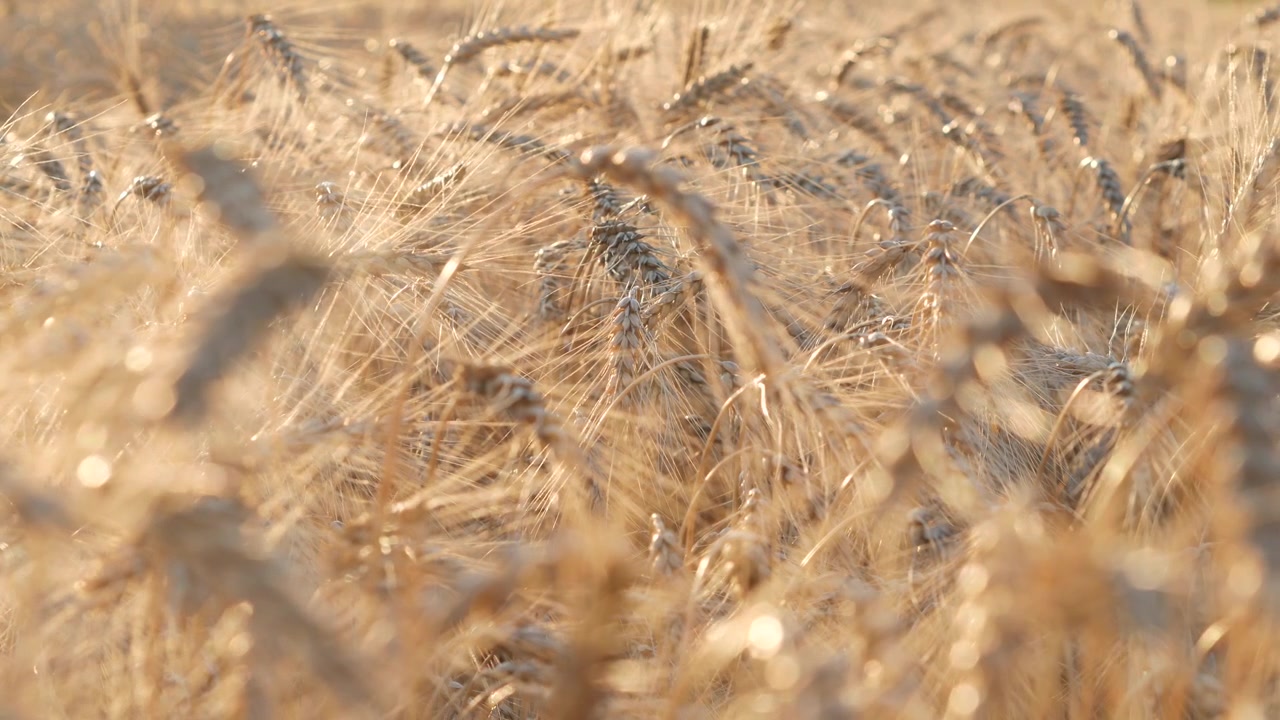 Gros plan d'épis de blé dorés ondulant dans un champ ensoleillé