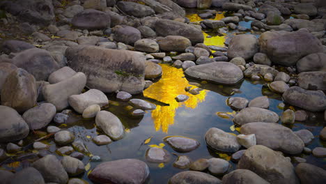 piedras en el lecho del río con el reflejo del árbol de otoño