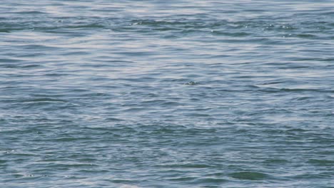 Foca-En-El-Mar-Con-Solo-La-Cabeza-Fuera-Del-Agua-Y-Luego-Buceando-Bajo-El-Agua