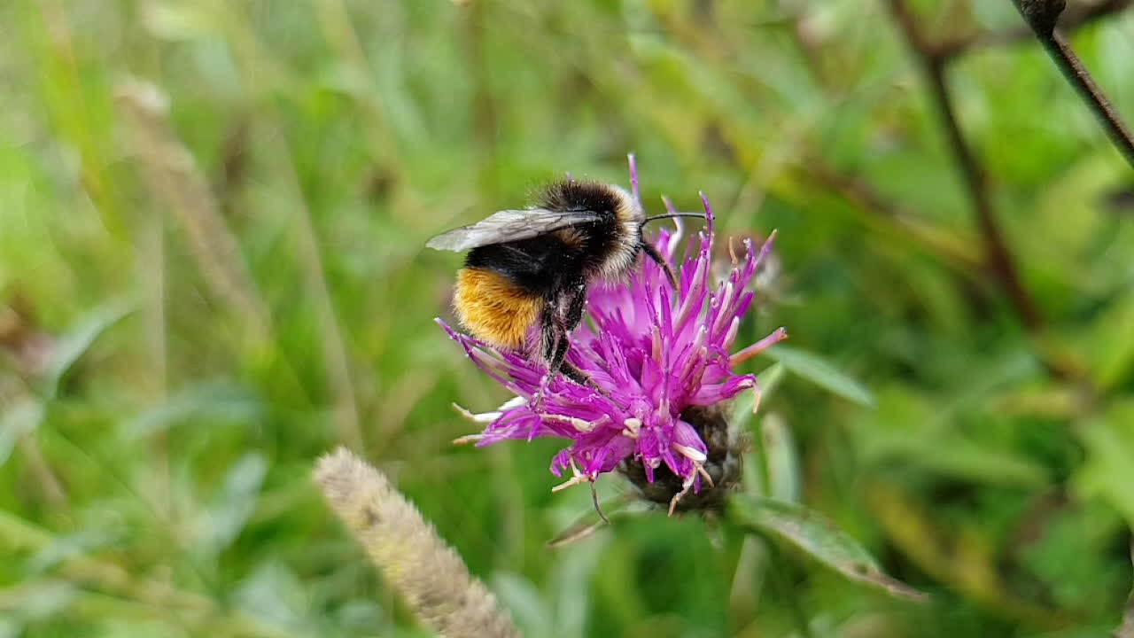 Slow Motion Close Up Wet Bee Drying and Holding to Violet Thistle Flower