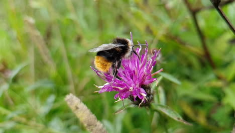 slow motion close up wet bee drying and holding to violet thistle flower