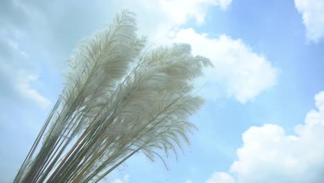 Kash-flowers-are-blooming-in-the-autumn-sky-1