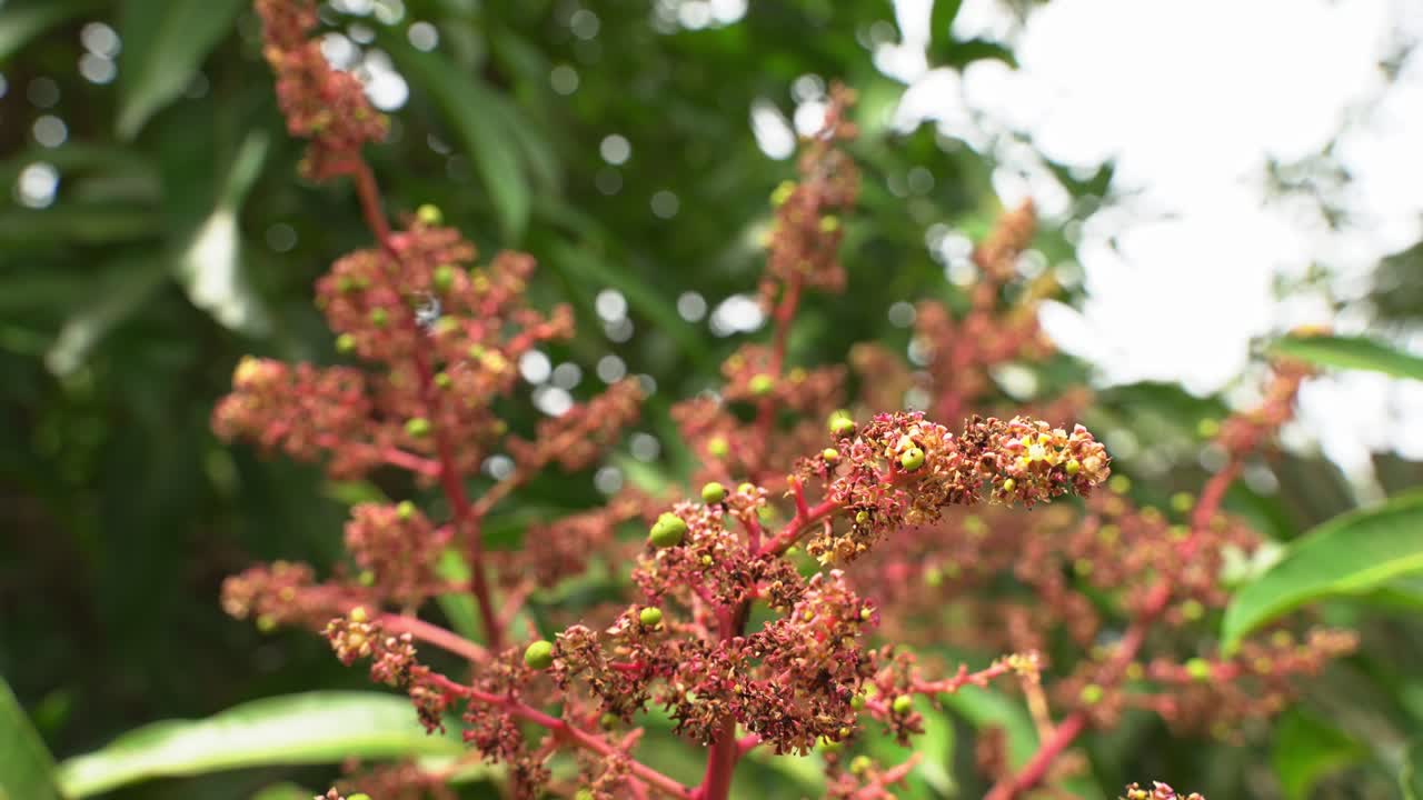 bonitas flores jóvenes de mango con pequeños mangos que crecen listos para convertirse en jóvenes frutas tropicales exóticas