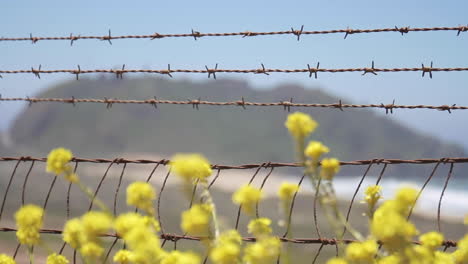 Las-Flores-Soplan-Con-El-Viento-Frente-Al-Alambre-De-Púas-Y-El-Océano-Frente-A-La-Autopista-De-La-Costa-Del-Pacífico